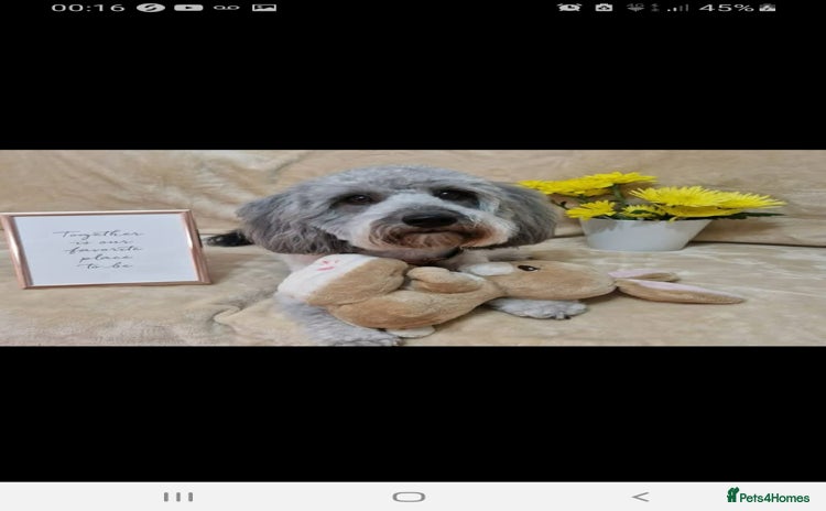 Jackapoo dogs - Advert 1