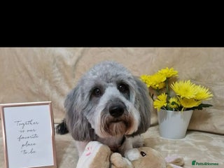 Jackapoo dogs - Advert 1