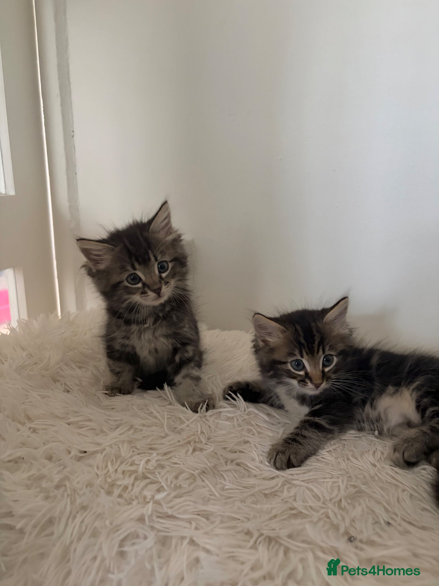 Ragdoll cats Ragdoll mix kittens - Advert 3