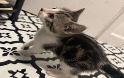 Domestic Shorthair cats for sale: 2 Male 2 female kittens  - Image 6