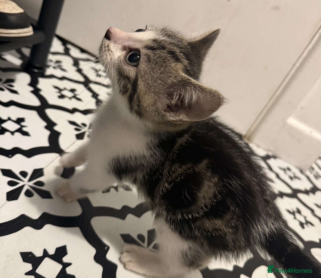 Domestic Shorthair cats for sale: 2 Male 2 female kittens  - Image 6