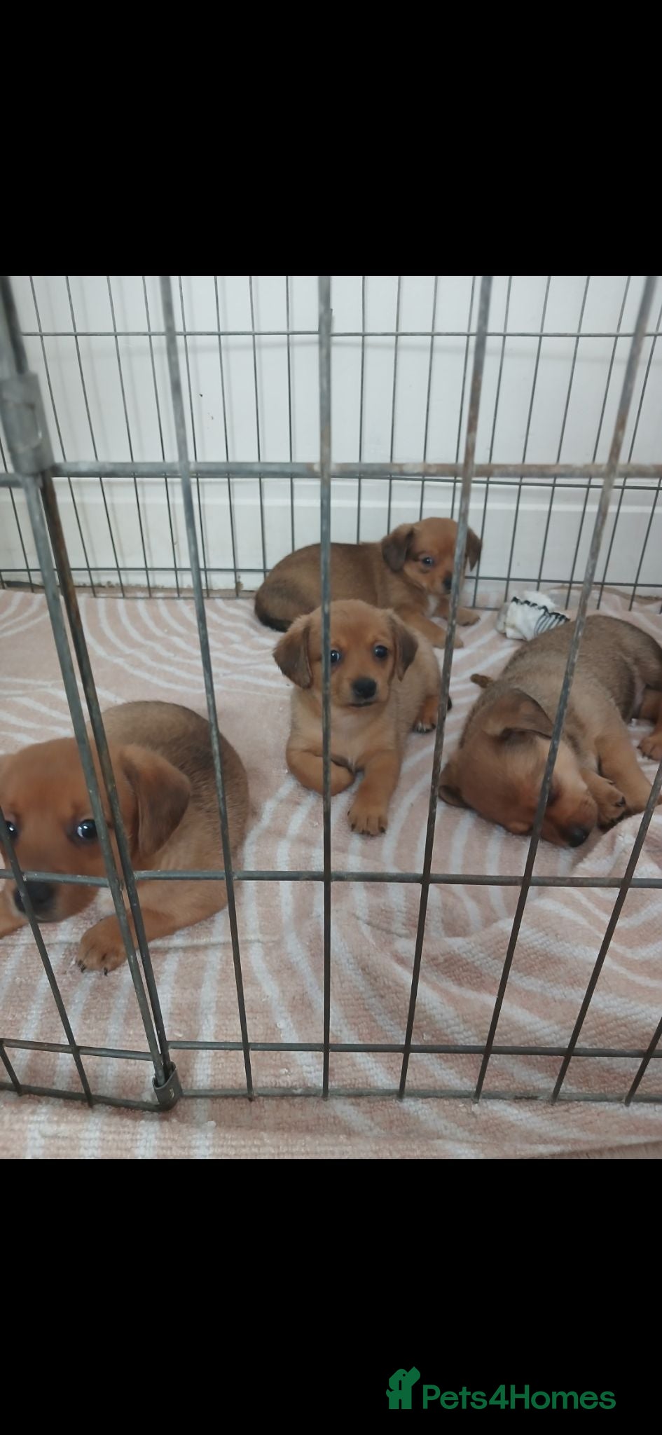 Mixed Breed dogs 7 beautiful daschund/pomerianian puppies 650 each - Advert 2