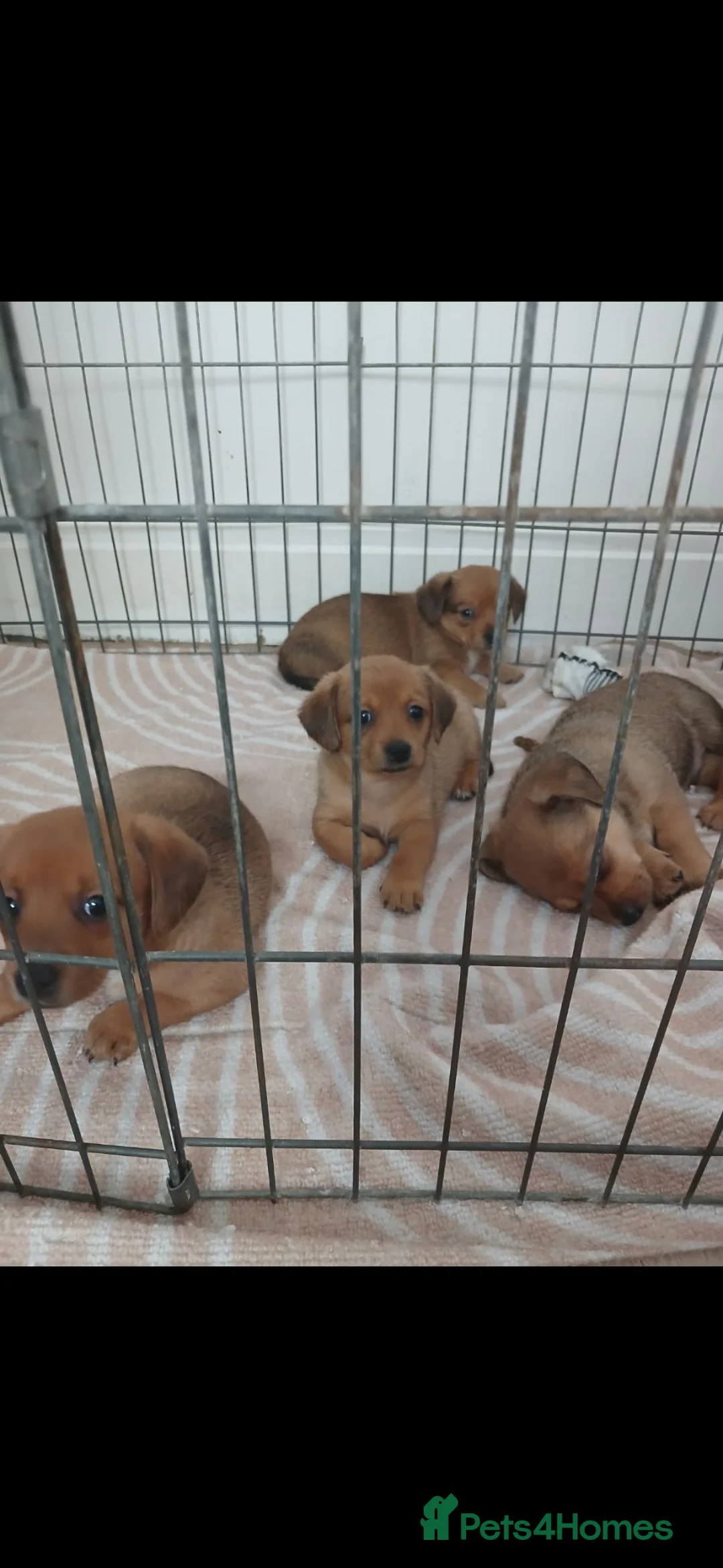 Mixed Breed dogs for sale: 7 beautiful daschund/pomerianian puppies 650 each in London - Advert 2
