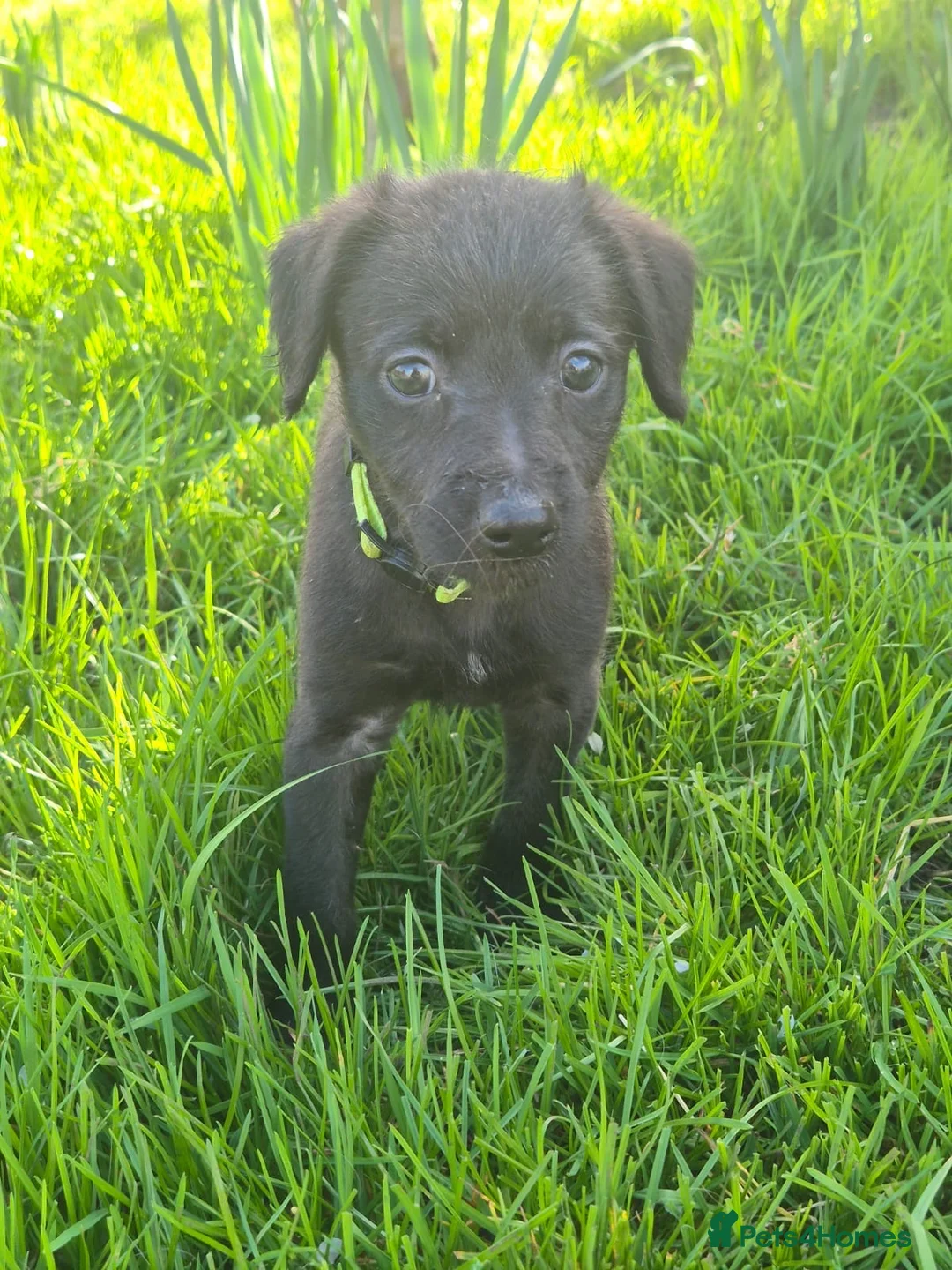 Mixed Breed dogs for sale: One bitch left for sale - Advert 1