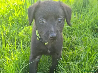 Mixed Breed dogs One bitch left for sale - Advert 6