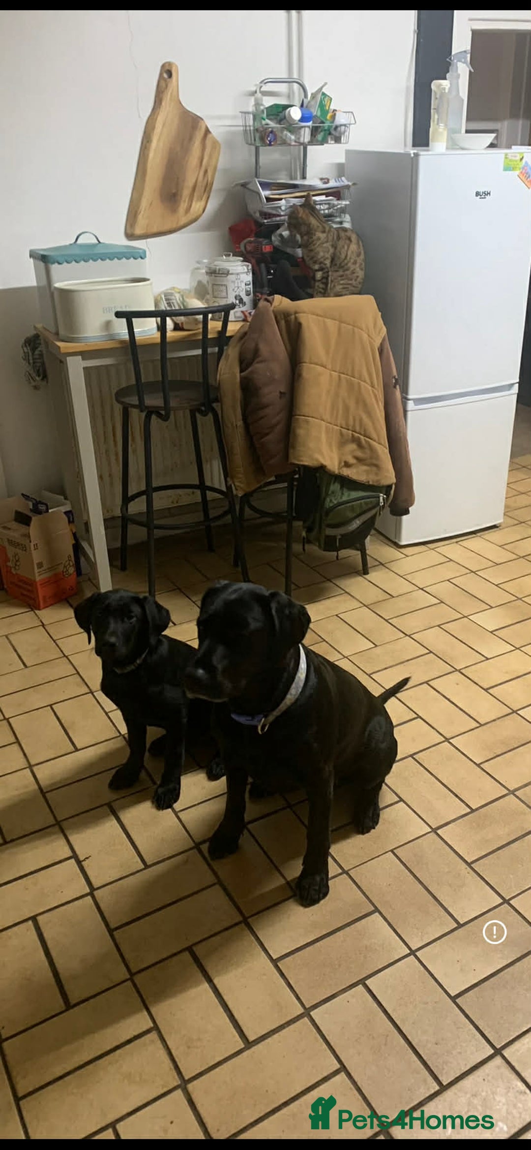 Labrador Retriever dogs for sale: Yellow and black lab puppies - Advert 7