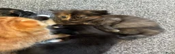 British Longhair cats for sale: Maine coon  mother -  5 half Maine coon kittens  - Advert 11