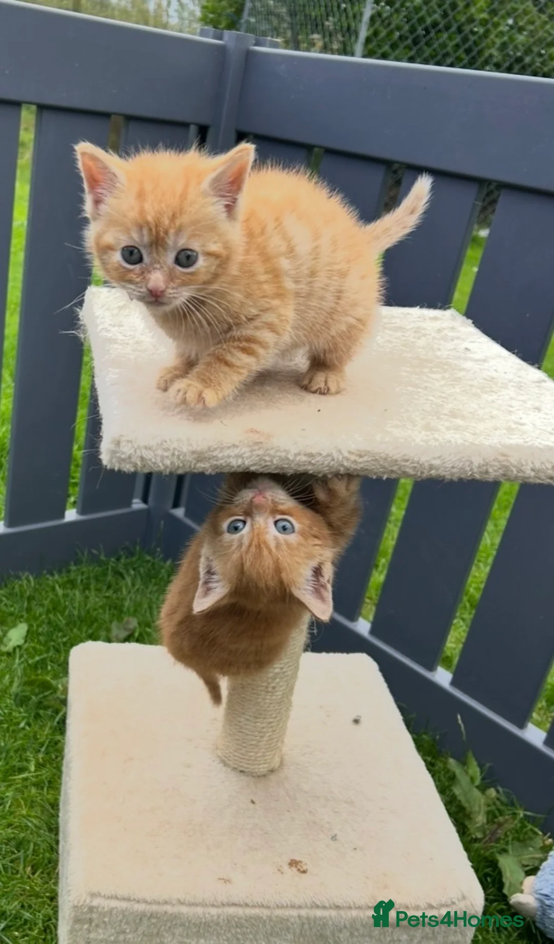 Mixed Breed cats for sale: Pure Ginger Mackerel (Tiger) Coat Patten Tabbies - Advert 1