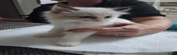 Ragdoll cats for sale: Beautiful GCCF registered Ragdoll kittens  - Advert 20