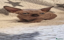 Sphynx cats for sale: Canadian sphynx - Image 3