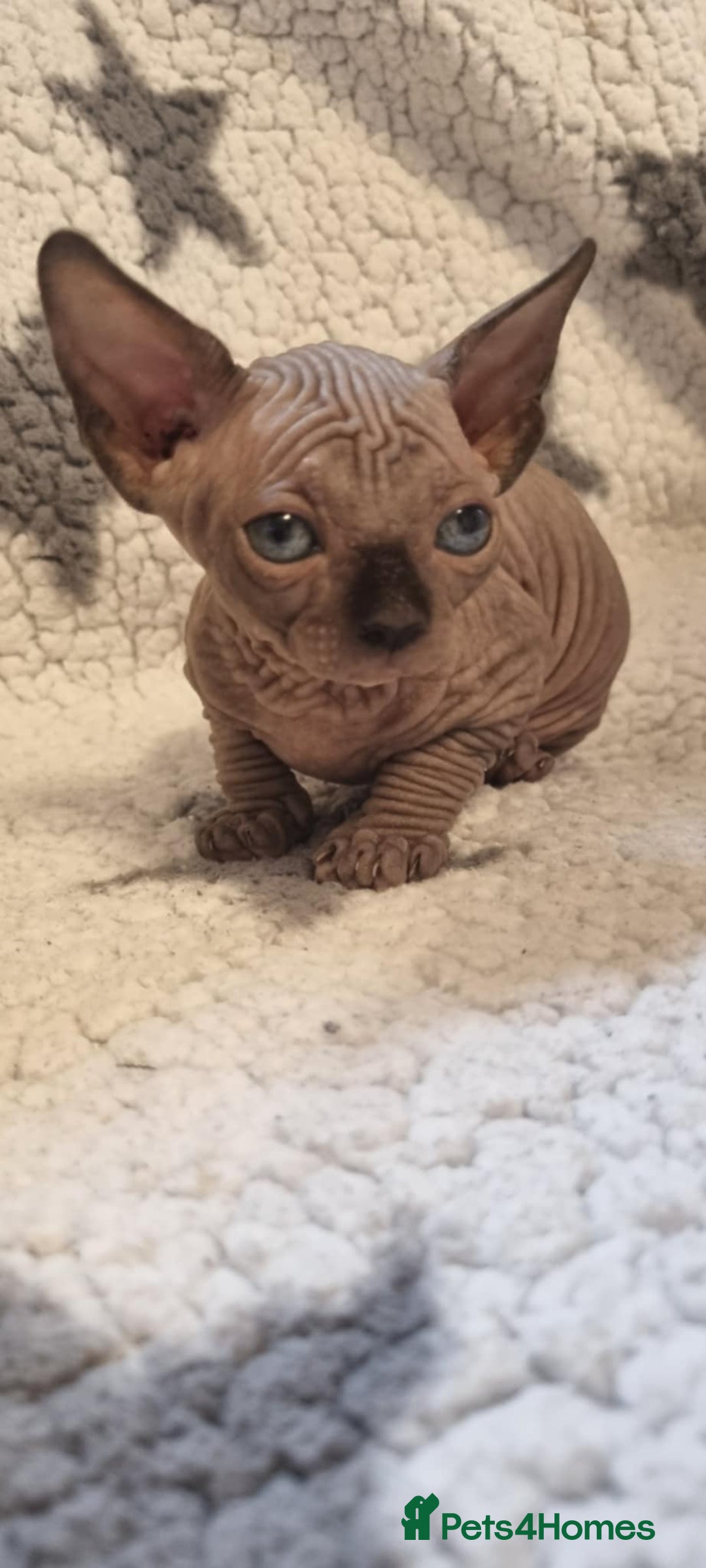 Sphynx cats for sale: Canadian sphynx - Image 3