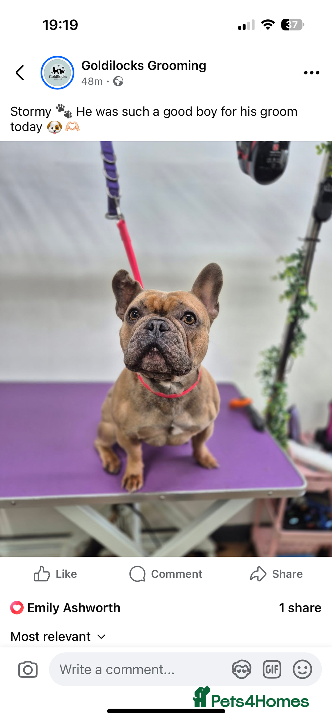 French Bulldog dogs for sale: French Bulldog Rehome - Advert 5