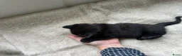 British Shorthair cats for sale: Our British Shorthair has had 5 Beautiful Kittens - Advert 19