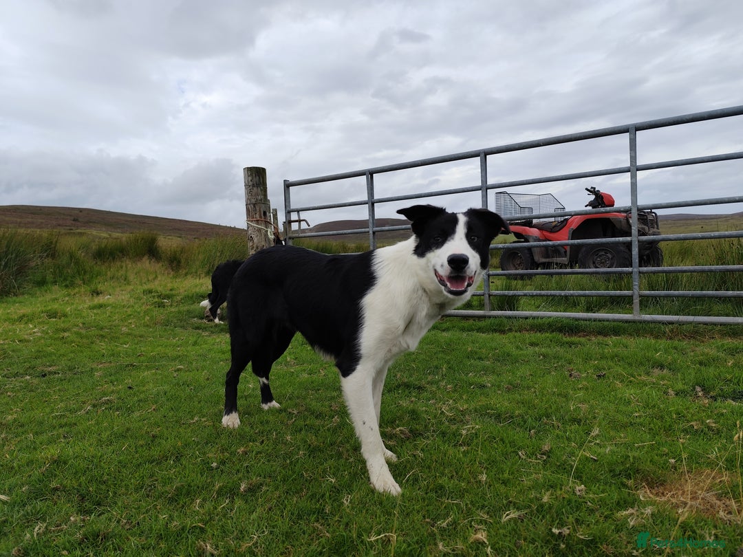 Border Collie dogs for sale: Finn 10 months old male border collie  - Image 2