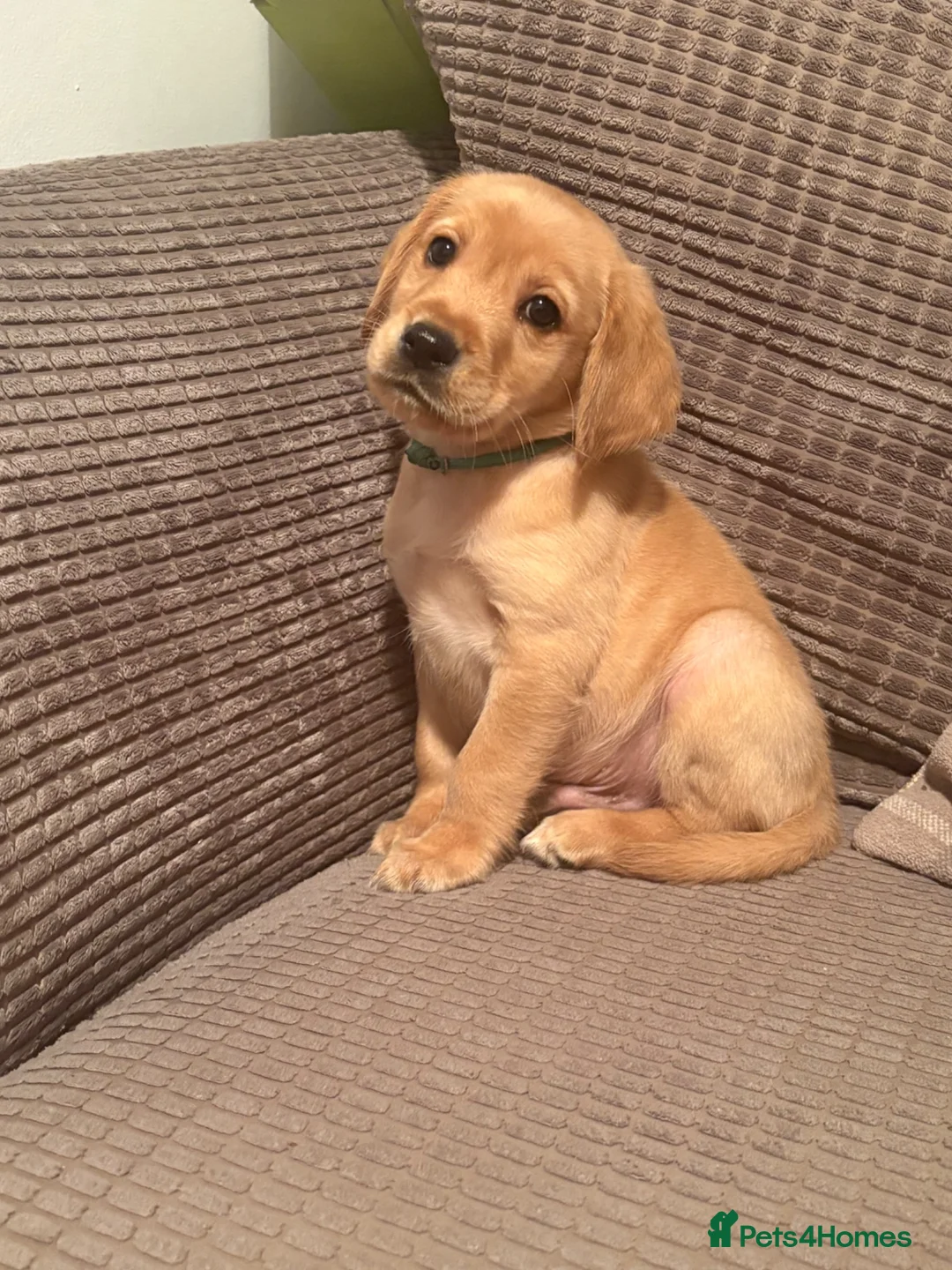 Cockerdor dogs for sale: 1 COCKERDOR MALE PUPPY - Advert 4