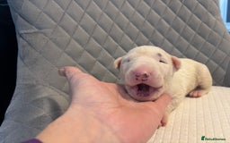 English Bull Terrier dogs for sale: Champion Bloodline English Bull Terrier Puppies  - Image 15