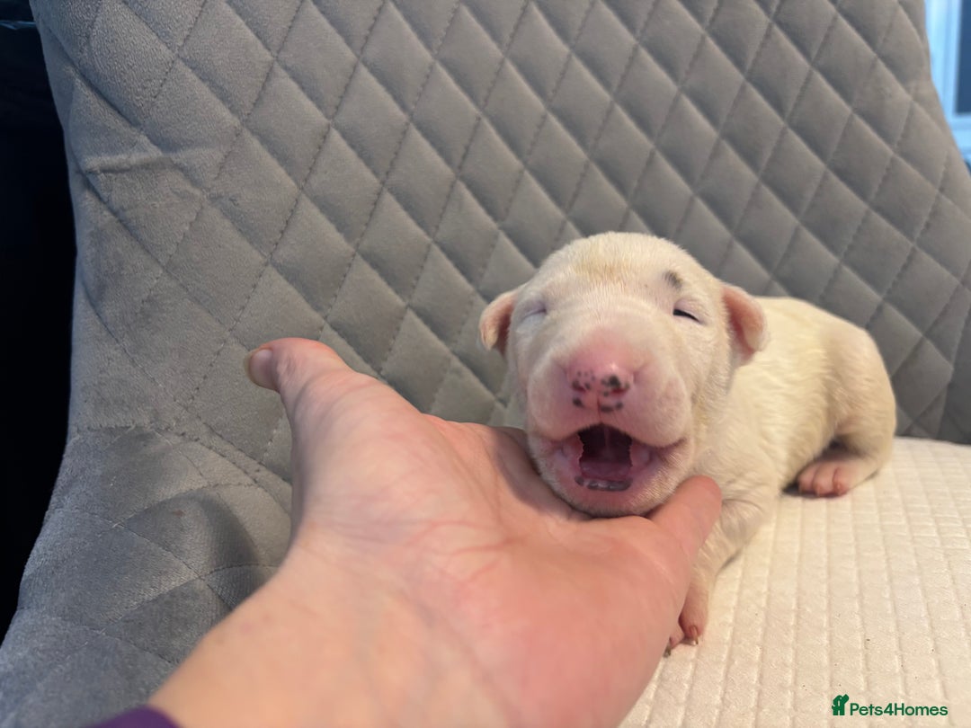 English Bull Terrier dogs for sale: Champion Bloodline English Bull Terrier Puppies  - Image 15