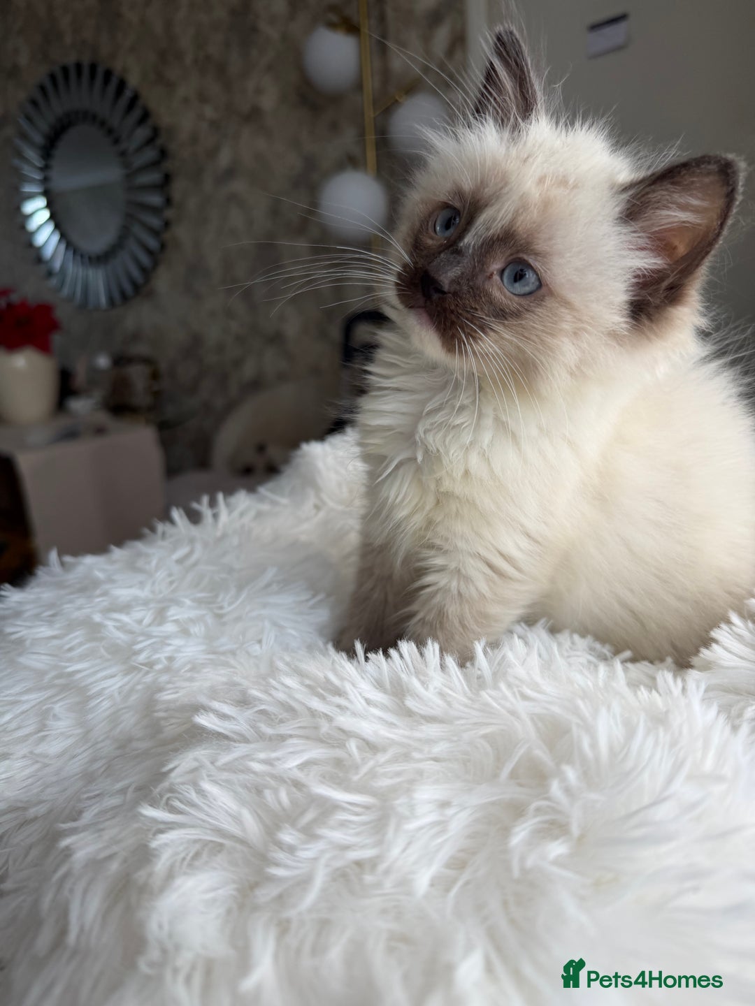 Ragdoll cats for sale: pure ragdoll - Advert 15