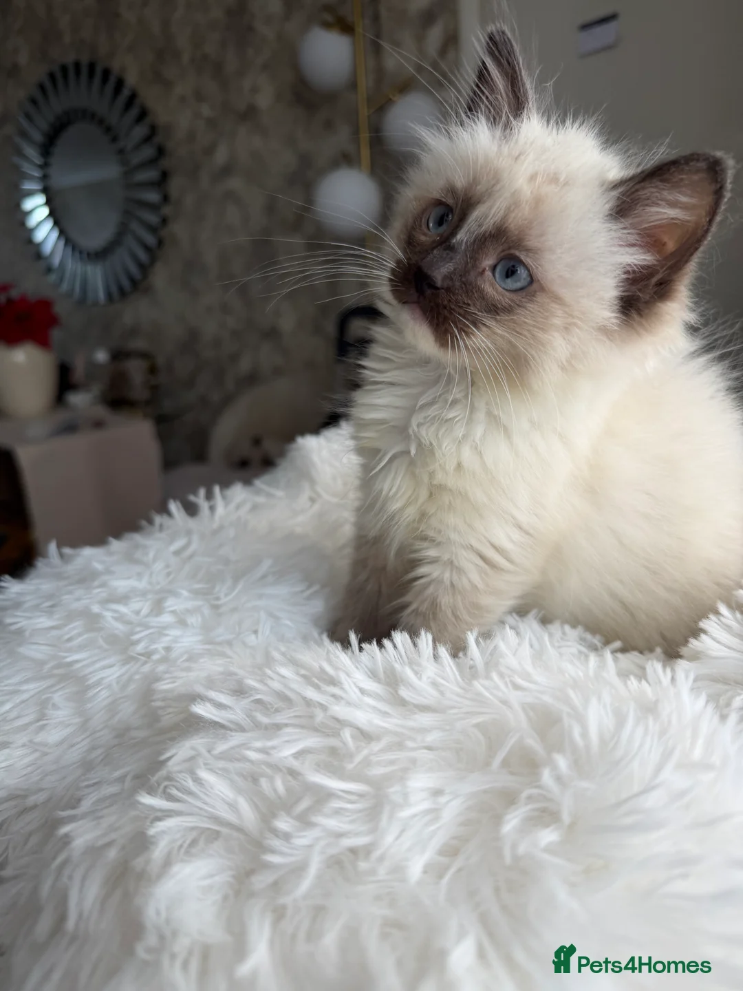 Ragdoll cats for sale: pure ragdoll - Advert 11