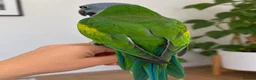 Parakeets birds for sale: Derbyan Chinese parakeet babies 3 months old - Advert 5