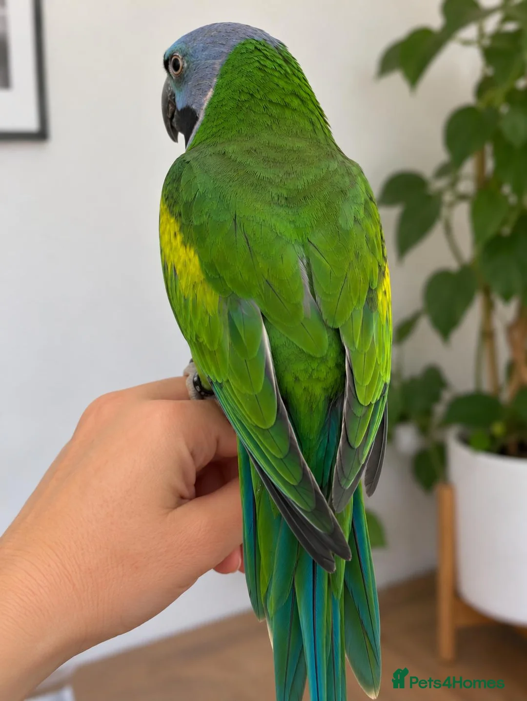 Parakeets birds for sale: Derbyan Chinese parakeet babies 3 months old - Advert 5
