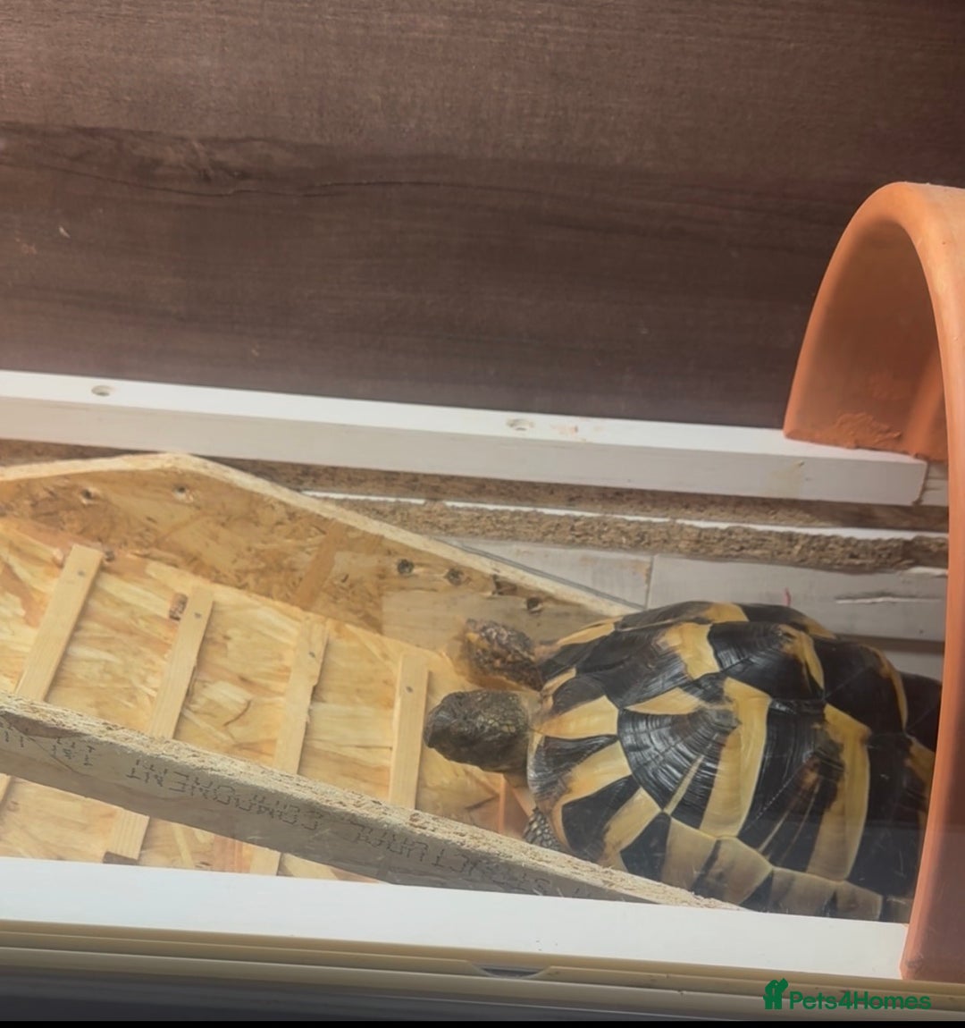 Hermann Tortoise reptiles for sale: Hermann’s with Full Setup (Certificate &Microchip) - Advert 3