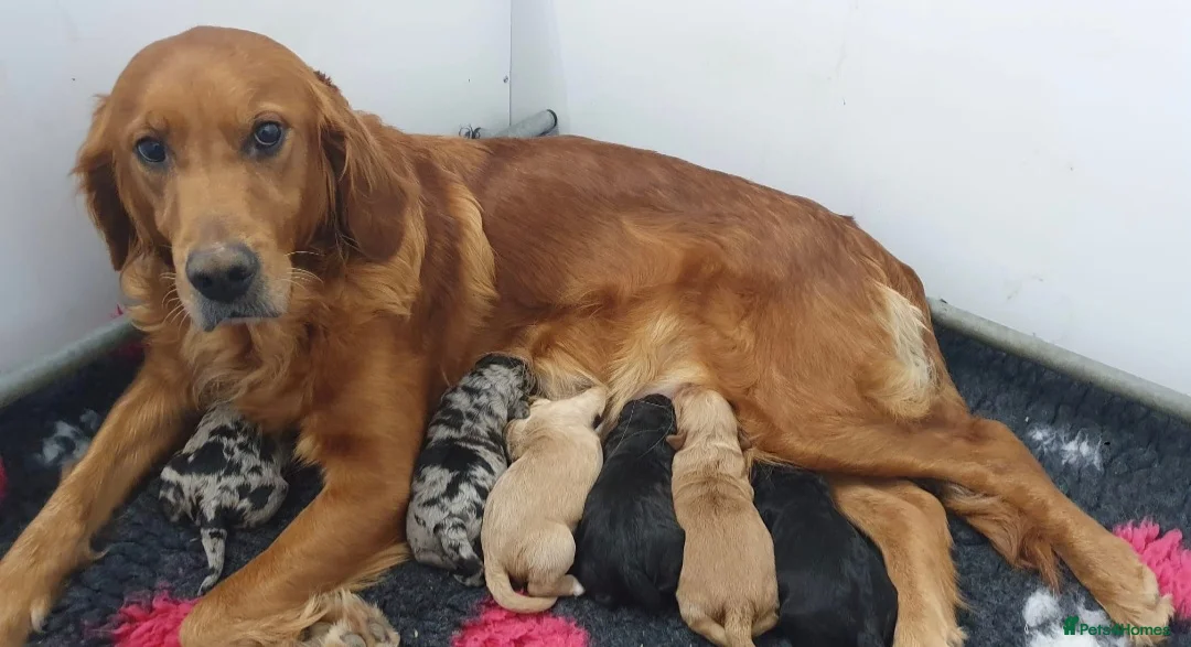 Poodle dogs for stud:  CHCHOCOLATE MERLE POODLE CARRYING PARTI in Todmorden - Advert 13