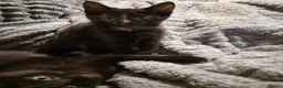 Mixed Breed cats for sale: 🐾 Two Beautiful Mixed-Bengal Girls - £250 PAIR 🐾 - Advert 6