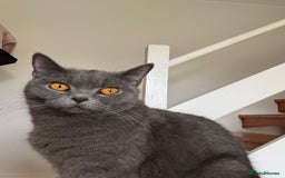 British Shorthair cats for sale: 💎 British Shorthair Cats for Sale 💎 - Image 4
