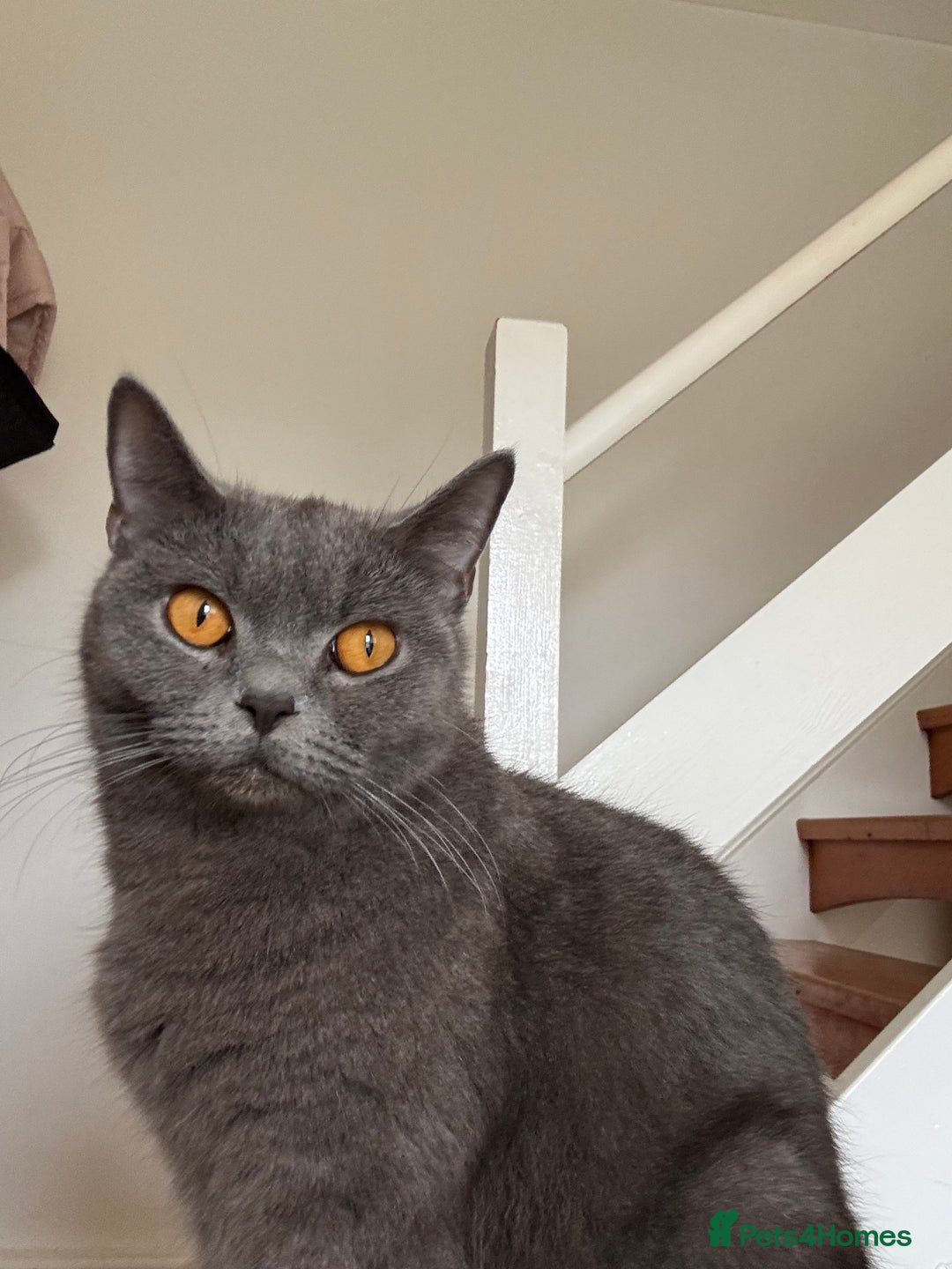 British Shorthair cats for sale: 💎 British Shorthair Cats for Sale 💎 - Image 4