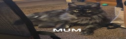 Maine Coon cats for sale: Tica reg Mainecoon kittens - Advert 12