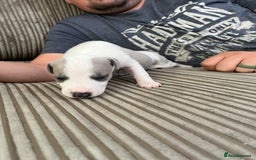Whippet dogs for sale: Beautifully bred KC whippet pups - Image 3
