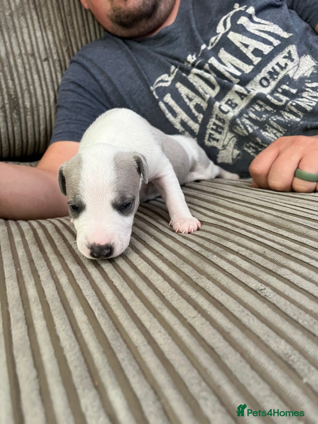 Whippet dogs for sale: Beautifully bred KC whippet pups - Image 3
