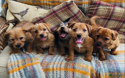 Norfolk Terrier dogs for sale: Stubleywood 3/4 Norfolk puppies - Image 20