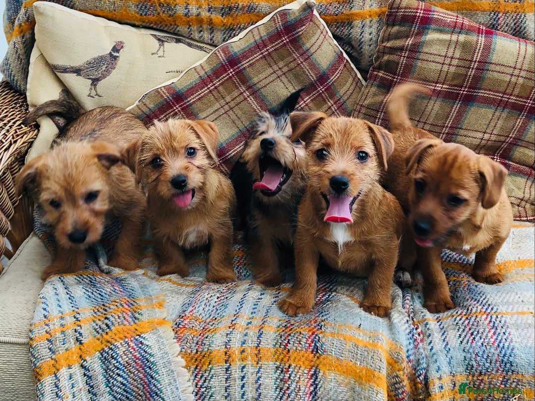 Norfolk Terrier dogs for sale: Stubleywood 3/4 Norfolk puppies - Image 20