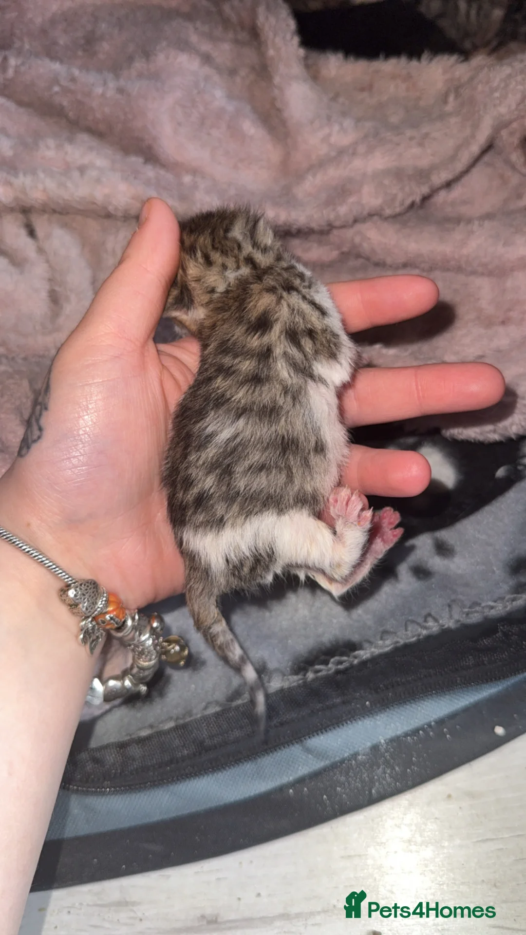 Bengal cats for sale: Beautiful Bengal  Kittens  - Advert 23