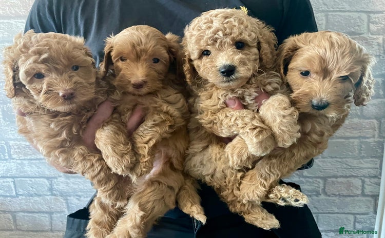 Labradoodle dogs - Advert 1