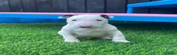 English Bull Terrier dogs for sale: Stunning English bull terrier puppies for sale  - Advert 14