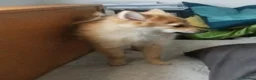 Pomeranian dogs for sale: Pomeranian  - Advert 6