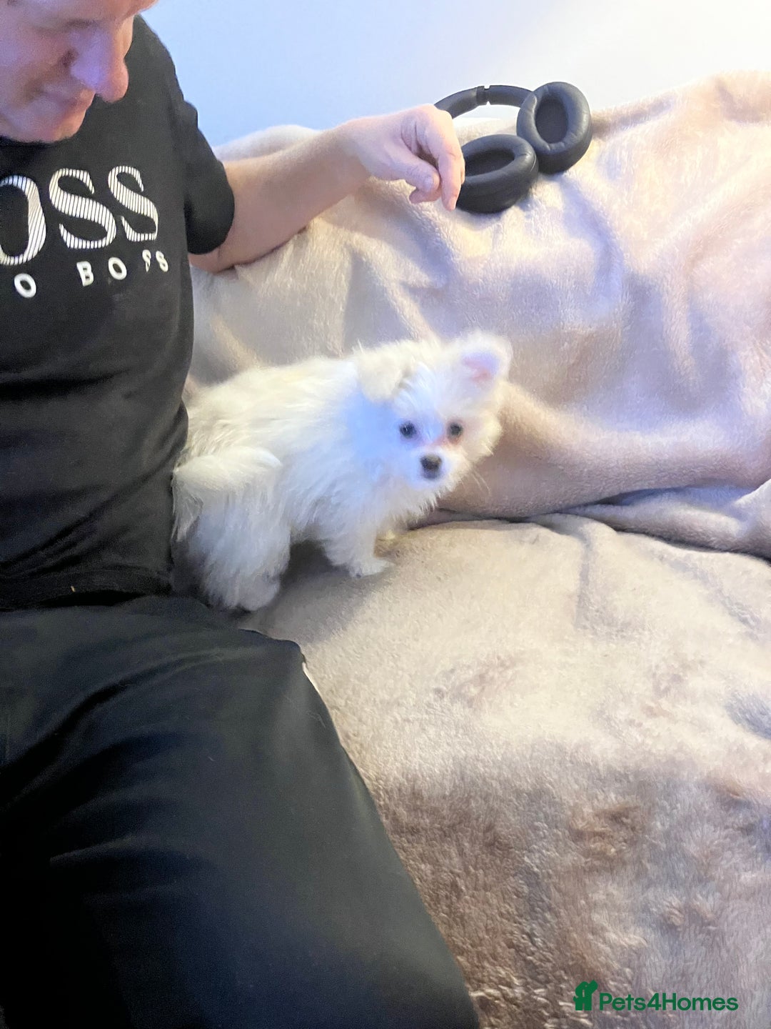 Mixed Breed dogs for sale: Malti-Pom Puppies - £1200 - 3 Left - Advert 20