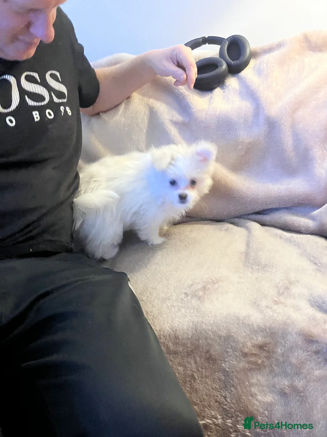 Mixed Breed dogs for sale: Malti-Pom Puppies - £1200 - 3 Left - Advert 28