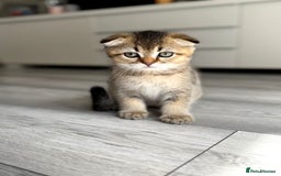 Scottish Fold cats for sale: The last Scottish Kitten ready for a loving home - Image 27