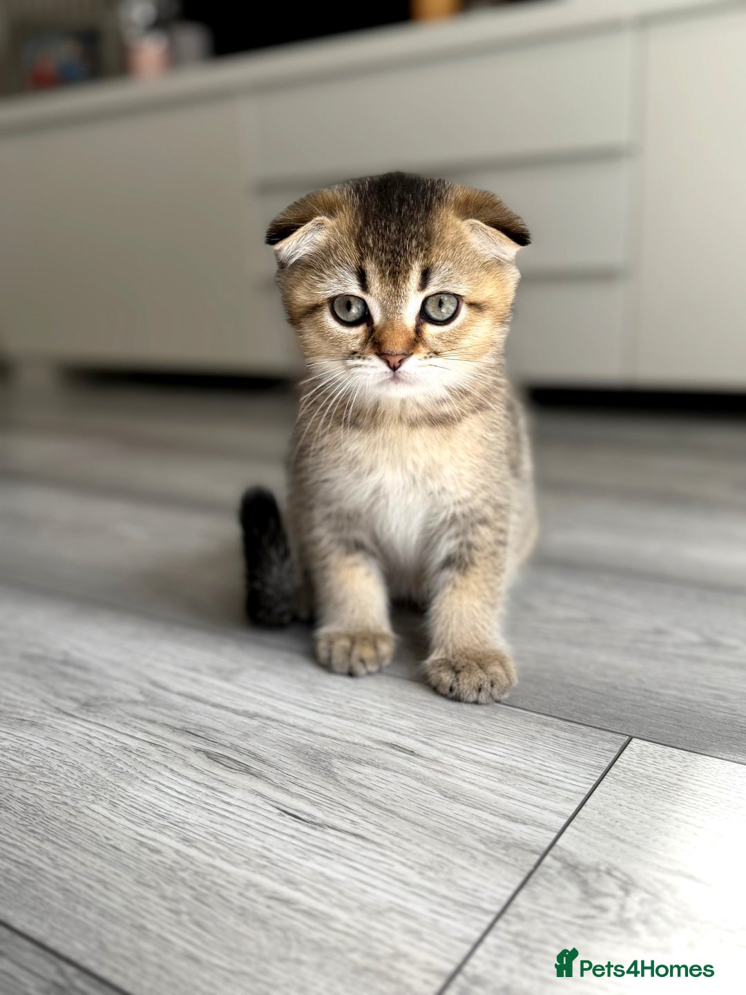 Scottish Fold cats for sale: The last Scottish Kitten ready for a loving home - Image 27