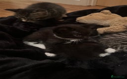 Domestic Shorthair cats for sale: 5 Tabby & Tuxedo kittens for sale - Image 35