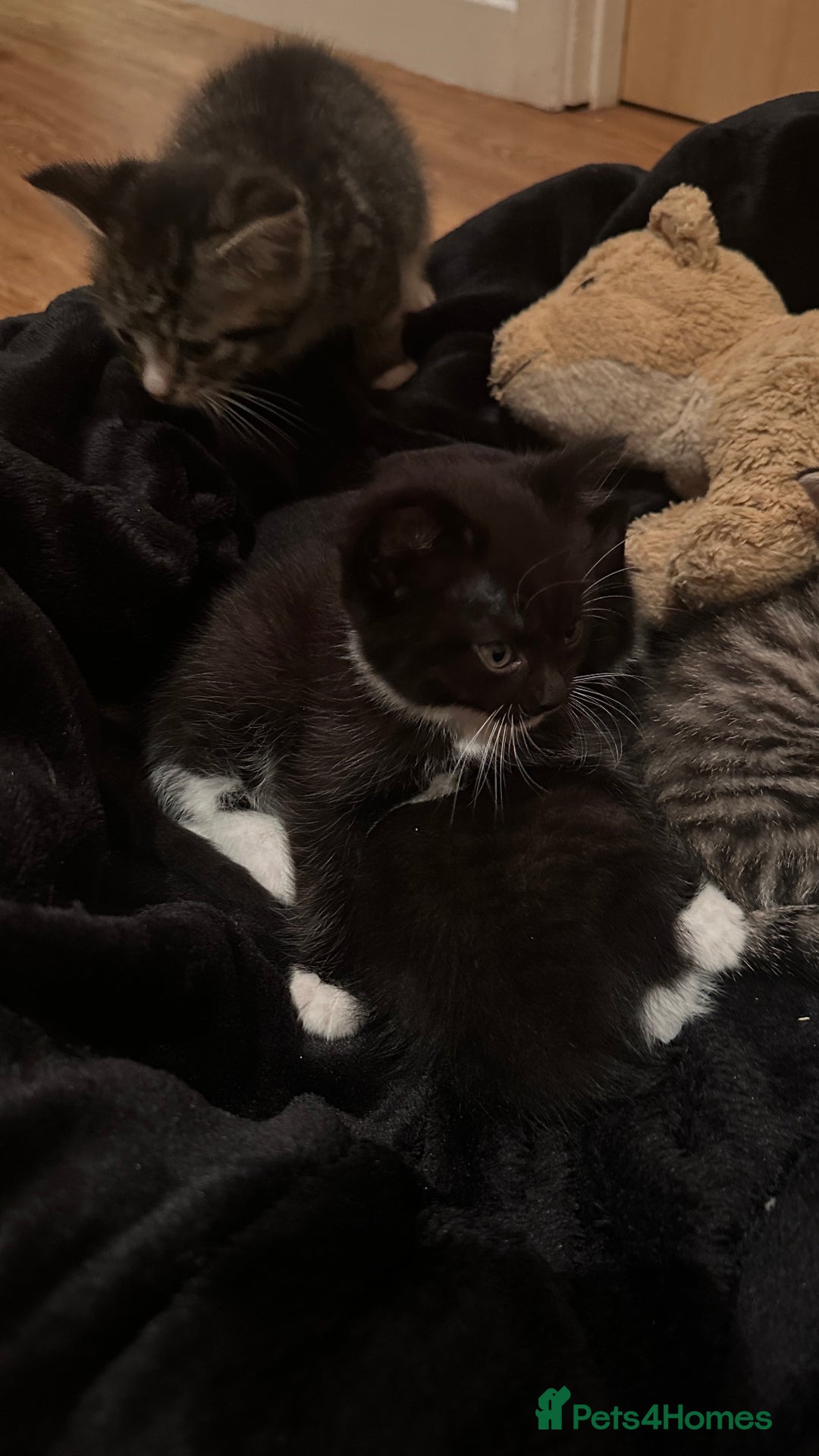 Domestic Shorthair cats for sale: 5 Tabby & Tuxedo kittens for sale - Image 35