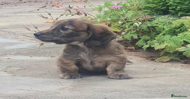 Miniature Dachshund dogs - Advert 6
