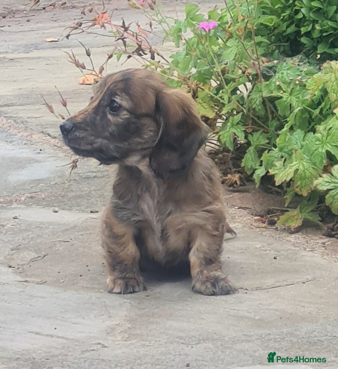 Miniature Dachshund dogs for sale: Miniature Longhaired Dachshund Puppies  - Image 3