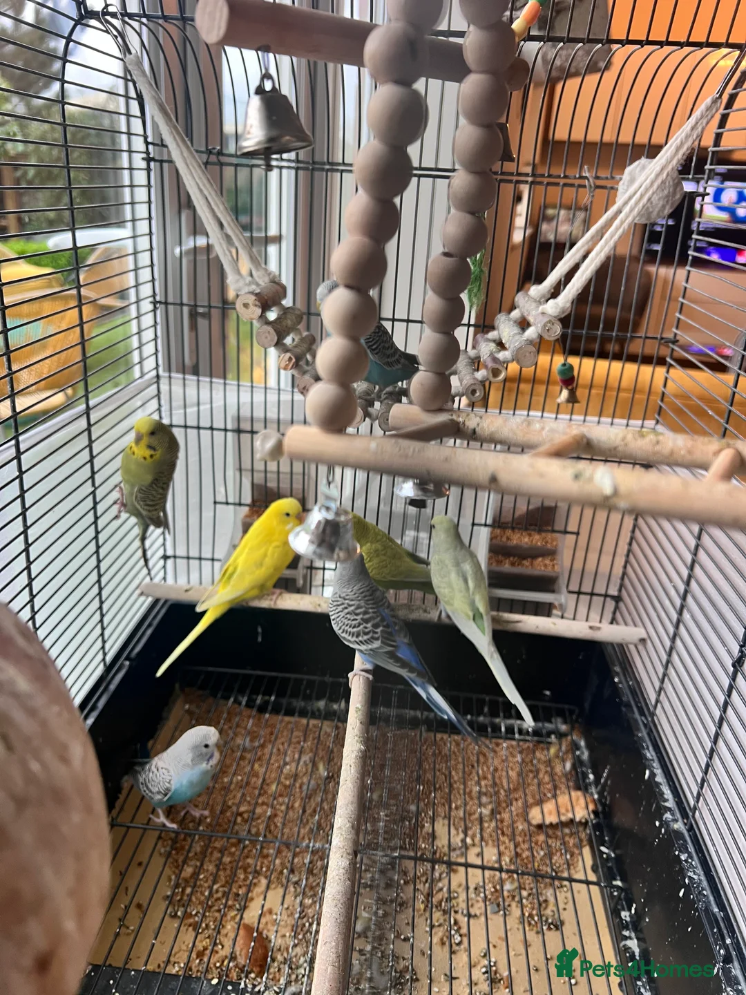 Budgerigars birds for sale: 4 budgies ( 25 pounds each) - Advert 1