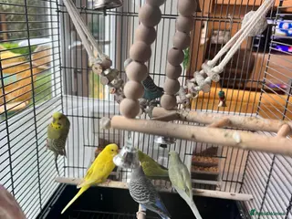 Budgerigars birds 7 budgies ( 25 pounds each) - Advert 12