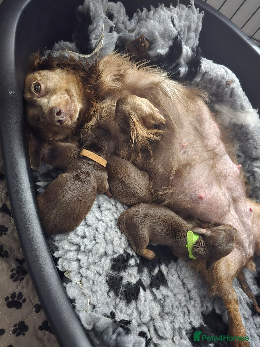 Miniature Dachshund dogs for sale: 4 male Dachshunds - Advert 2